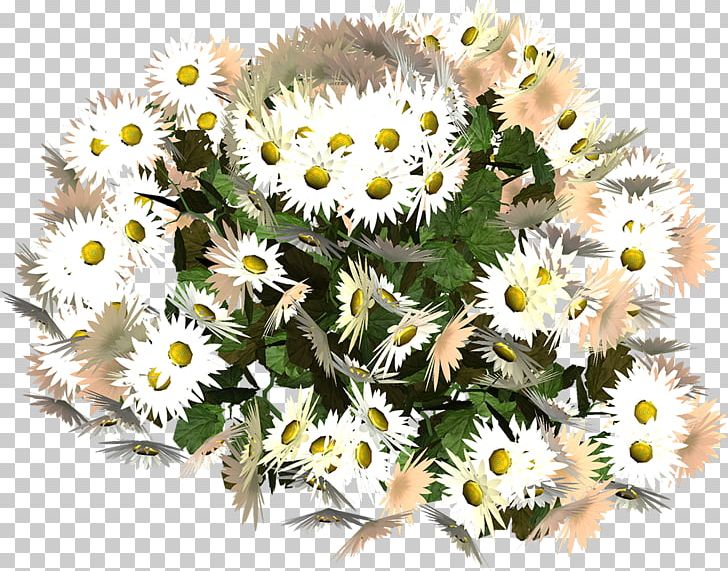 German Chamomile Dendranthema Lavandulifolium Oxeye Daisy Flower Daisy Family PNG, Clipart, Annual Plant, Camomile, Chamomile, Chrysanthemum, Chrysanths Free PNG Download
