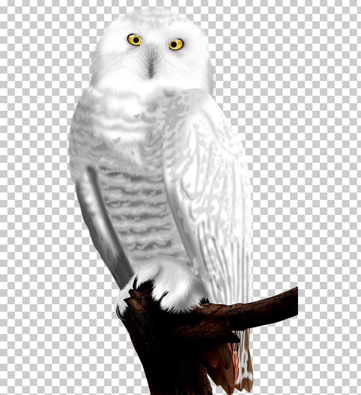 Owl Bird ForgetMeNot Feather PNG, Clipart, Android, Animal, Animals, Background White, Barn Owl Free PNG Download