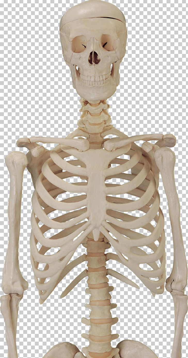 Human Skeleton Skull PNG, Clipart, Biological, Bone, Cartoon Skeleton, Clip Art, Dinosaur Skeleton Free PNG Download