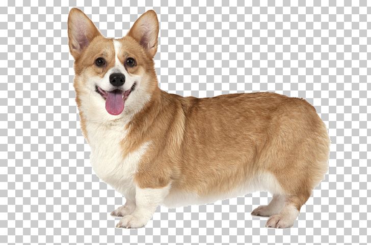 Pembroke Welsh Corgi Cat Stock Photography Stock.xchng PNG, Clipart, Animal, Cardigan Welsh Corgi, Carnivoran, Cat, Companion Dog Free PNG Download