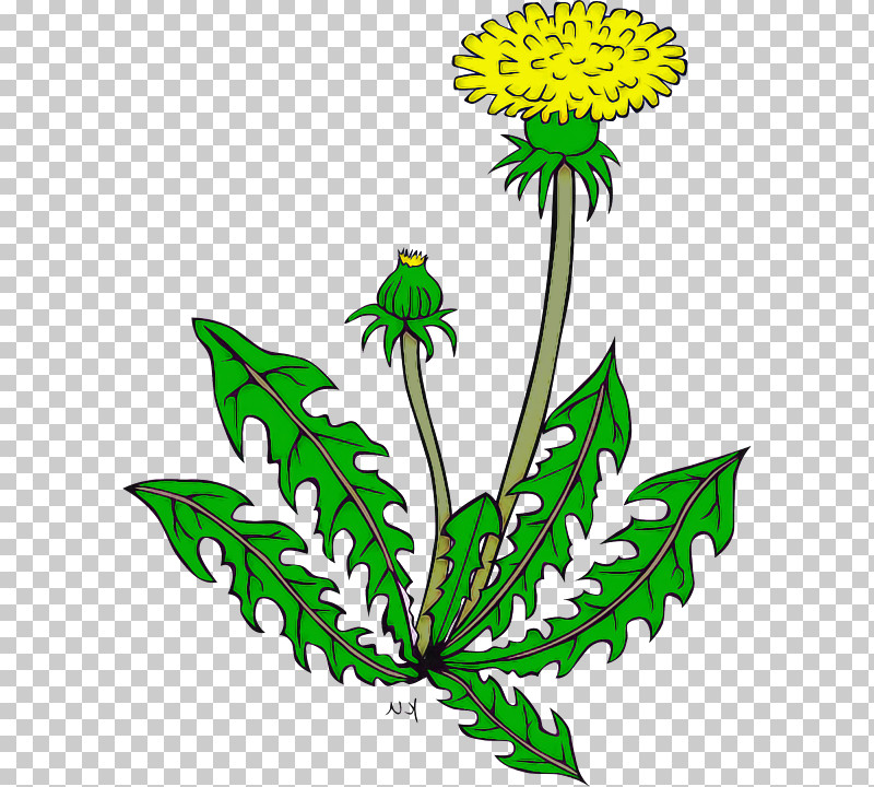 Flower Plant Leaf Herbaceous Plant Tagetes PNG, Clipart, Flower, Goldenrod, Herbaceous Plant, Leaf, Plant Free PNG Download