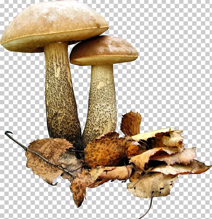 Brown Cap Boletus Fungus Leccinum Scabrum Edible Mushroom PNG, Clipart, Aspen Mushroom, Boletus, Botanical Illustration, Brown Cap Boletus, Digital Image Free PNG Download