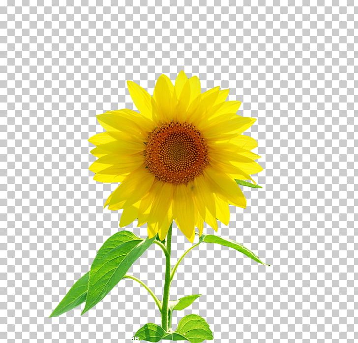 Buddhahood Deva 三曹 成仏 Yellow PNG, Clipart, Annual Plant, Buddhahood, Cao Cao, Daisy Family, Deva Free PNG Download