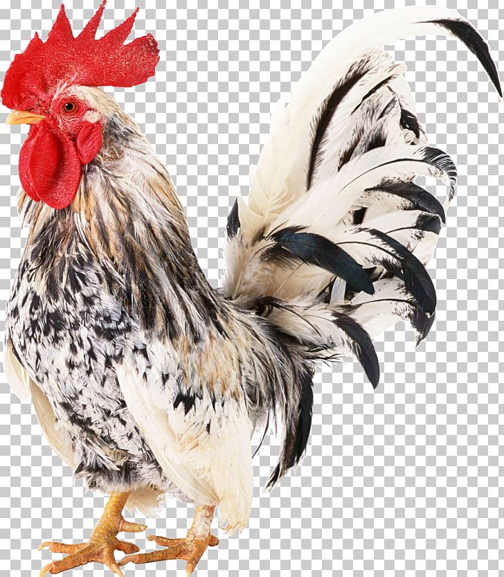 Cock PNG, Clipart, Cock Free PNG Download