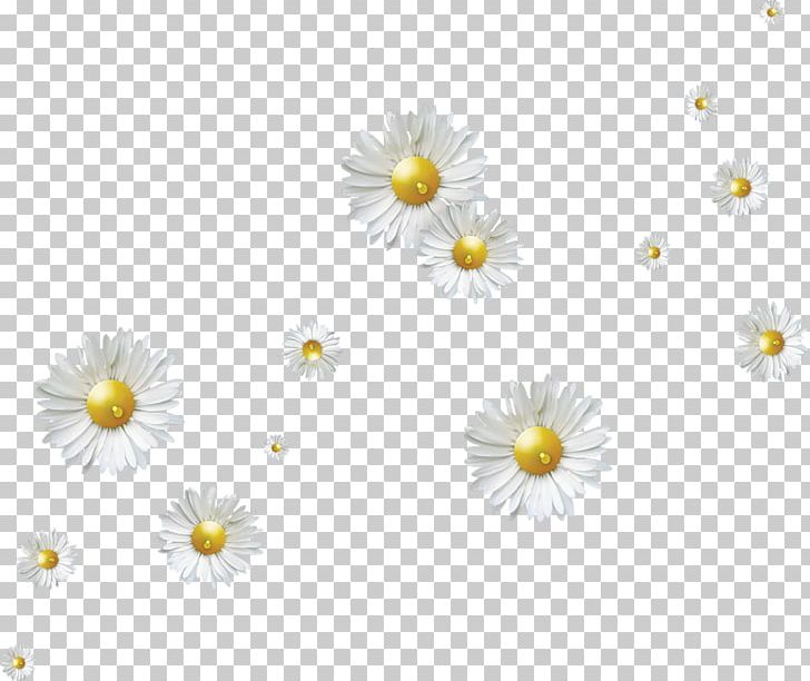 Flower PNG, Clipart, Chamaemelum Nobile, Chrysanths, Computer Wallpaper, Daisy, Daisy Family Free PNG Download