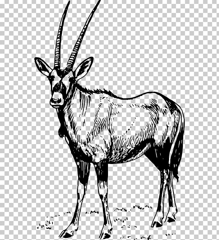 Gemsbok Waterbuck Antelope Gazelle PNG, Clipart, Animal, Animals, Antelope, Arabian Oryx, Black And White Free PNG Download