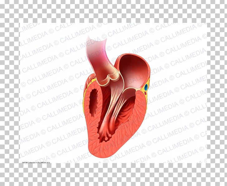 Heart Valve Human Anatomy And Physiology 2 Circulatory System PNG, Clipart, Anatomy, Circulatory System, Congenital Heart Defect, Heart, Heart Valve Free PNG Download