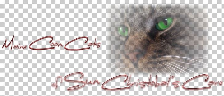 Maine Coon Kitten Norwegian Forest Cat Raccoon Whiskers PNG, Clipart, Animal, Animals, Brand, Breed, Carnivora Free PNG Download