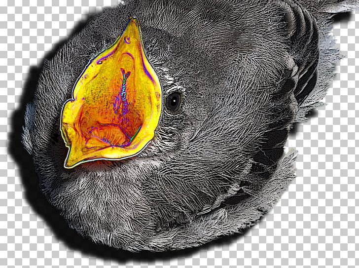 Beak Snout Close-up PNG, Clipart, Beak, Closeup, Others, Snout Free PNG Download