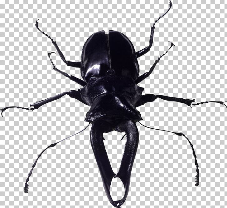 Beetle Look At Insects PNG, Clipart, Arthropod, Beetle, Black And White, Bugs, Free Free PNG Download