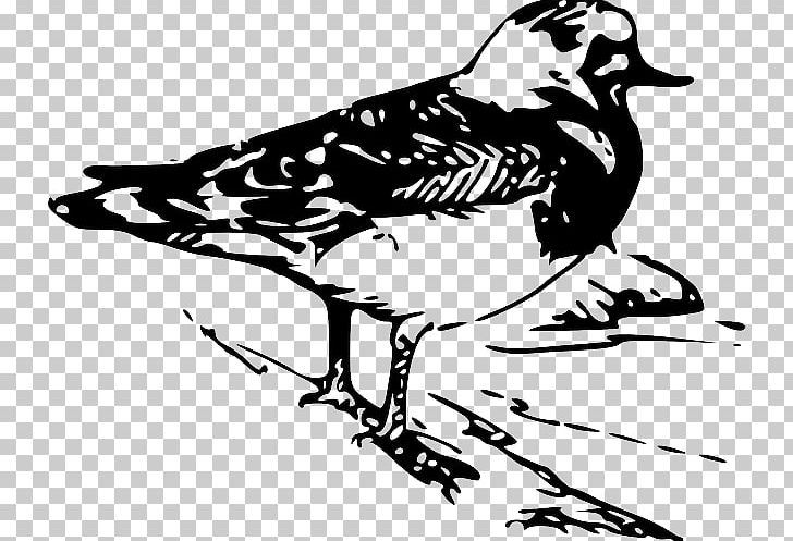 Bird Ruddy Turnstone Drawing PNG, Clipart, Animals, Art, Artwork, Beak, Bird Free PNG Download
