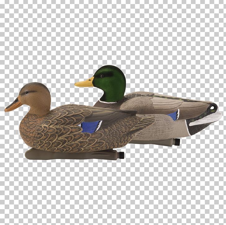 Mallard Duck Bird American Pekin Goose PNG, Clipart, American Pekin, Animals, Beak, Bird, Decoy Free PNG Download
