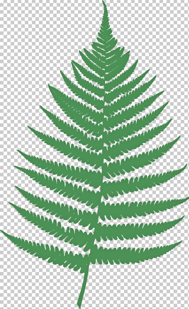 Fern PNG, Clipart, Drawing, Embryophyte, Fern, Fern Ally, Field Horsetail Free PNG Download