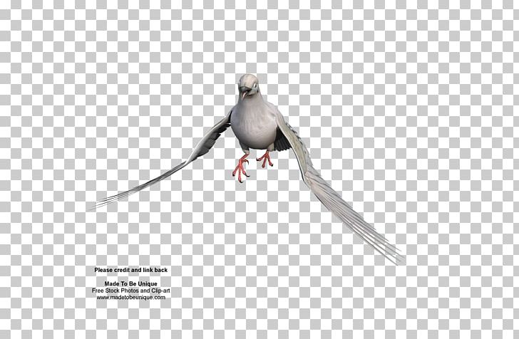 Beak Fauna Feather PNG, Clipart, 3 D, Animals, Beak, Bird, Dove Free PNG Download