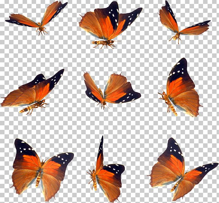 Butterfly Icon PNG, Clipart, Abstract Pattern, Brush Footed Butterfly, Color, Fauna, Geometric Pattern Free PNG Download