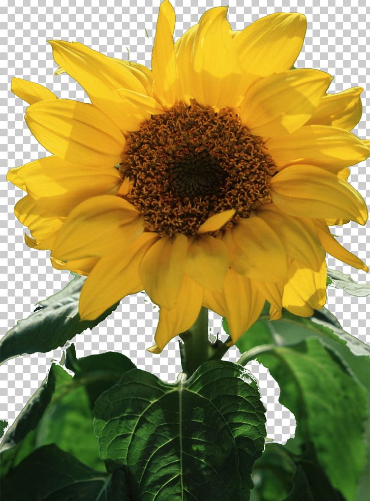 Common Sunflower Sunflower Seed Sunflower Oil Annual Plant PNG, Clipart, Annual Plant, Common Sunflower, Daisy Family, Flower, Flowering Plant Free PNG Download