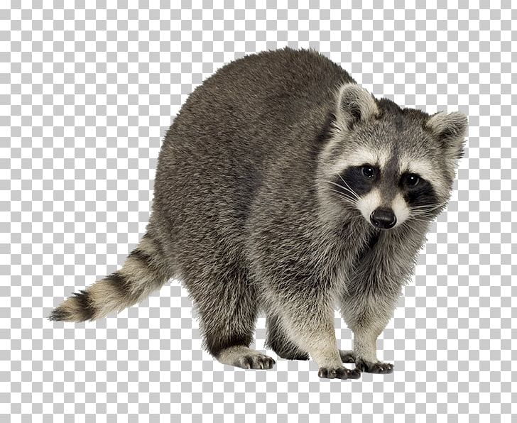 Raccoon Trapping Squirrel PNG, Clipart, 9 Months, Animal Control And Welfare Service, Animals, Carnivoran, Fur Free PNG Download