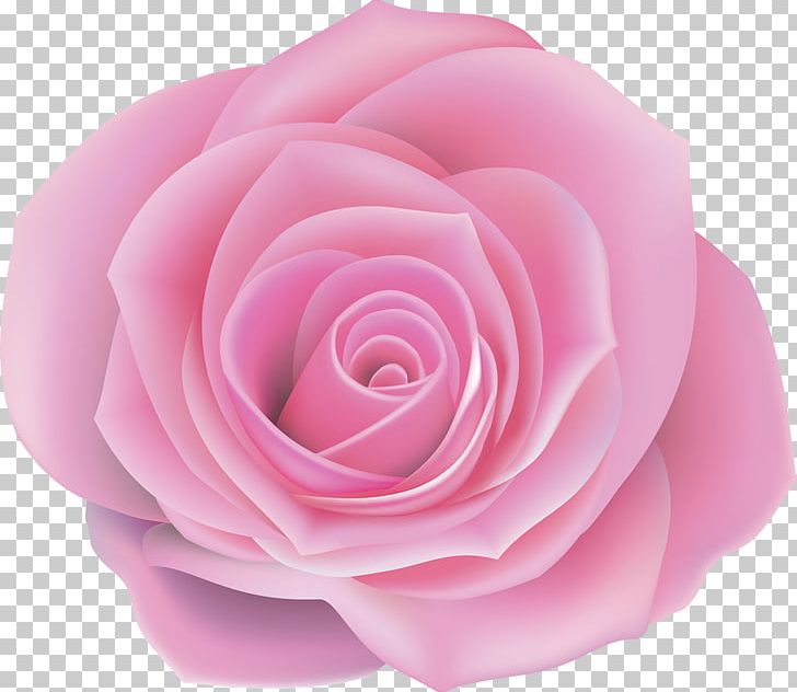 Centifolia Roses Pink Flower PNG, Clipart, Blue Rose, Centifolia Roses, China Rose, Clip Art, Closeup Free PNG Download