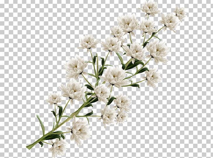 Flower White PNG, Clipart, Black And White, Blossom, Branch, Cicek, Cicek Resimleri Free PNG Download