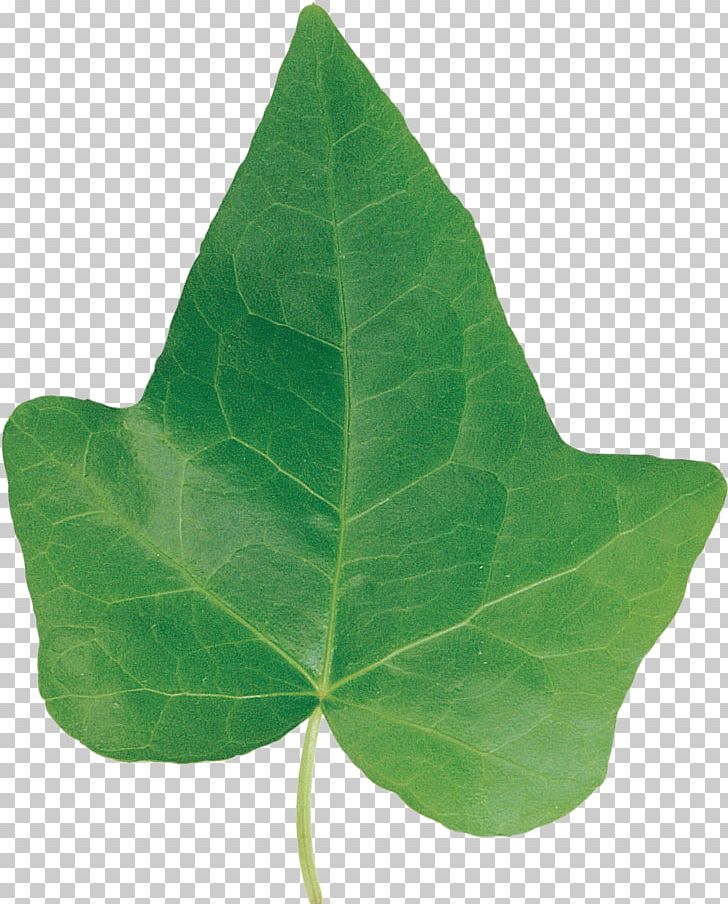 Plant Leaf PNG, Clipart, Food Drinks, Green, Green Leaf, Ivy, Leaf Free PNG Download