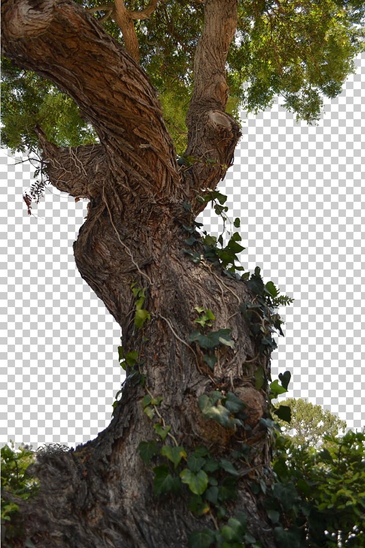 Tree Stump Trunk Wood PNG, Clipart, Arborist, Branch, Houseplant, Nature, Oak Free PNG Download