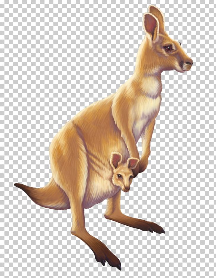 Australia Kangaroo Animal PNG, Clipart, Animal, Animal Figure, Animals, Australia, Computer Icons Free PNG Download