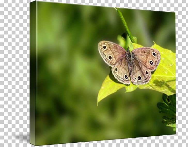 Brush-footed Butterflies Gossamer-winged Butterflies Moth Butterfly PNG, Clipart, Arthropod, Brush Footed Butterfly, Butterfly, Fauna, Insect Free PNG Download