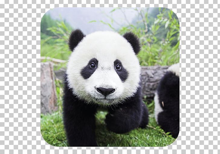 Giant Panda Bear Cute Panda Panda Love: The Secret Lives Of Pandas PNG, Clipart, Animals, Bear, Carnivoran, Cuteness, Cute Panda Free PNG Download