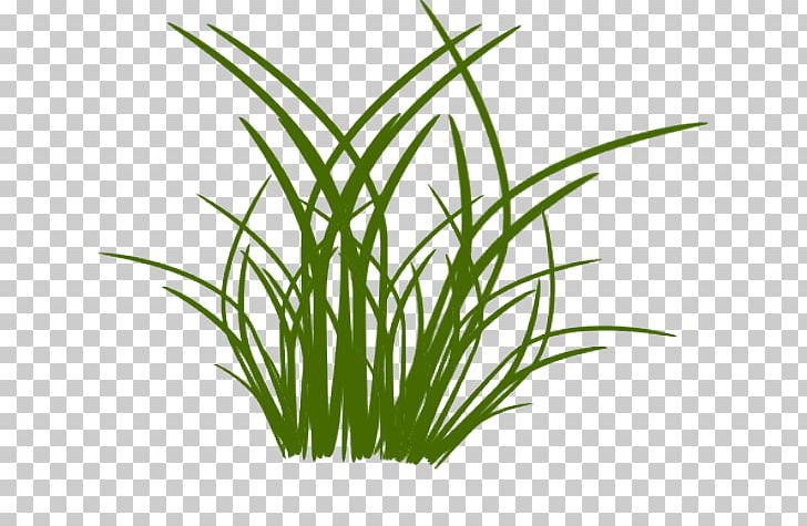 Grass Drawing Flower Blume PNG, Clipart, Aquarium Decor, Blume, Chrysopogon Zizanioides, Color, Commodity Free PNG Download