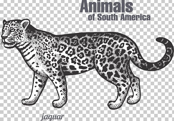 Jaguar Leopard Tiger Black Panther Felidae PNG, Clipart, America Map, America Vector, Beast, Big Cats, Carnivoran Free PNG Download
