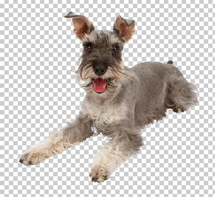 Miniature Schnauzer Poodle Yorkshire Terrier Ocicat Rottweiler PNG, Clipart, Animals, Boxer, Breed, Carnivoran, Cat Free PNG Download