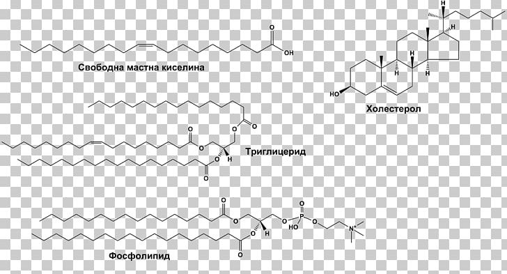 Sphingolipid Advanced Nutrition And Human Metabolism Fat Oleic Acid PNG, Clipart, Acid, Angle, Arachidonic Acid, Area, Black Free PNG Download