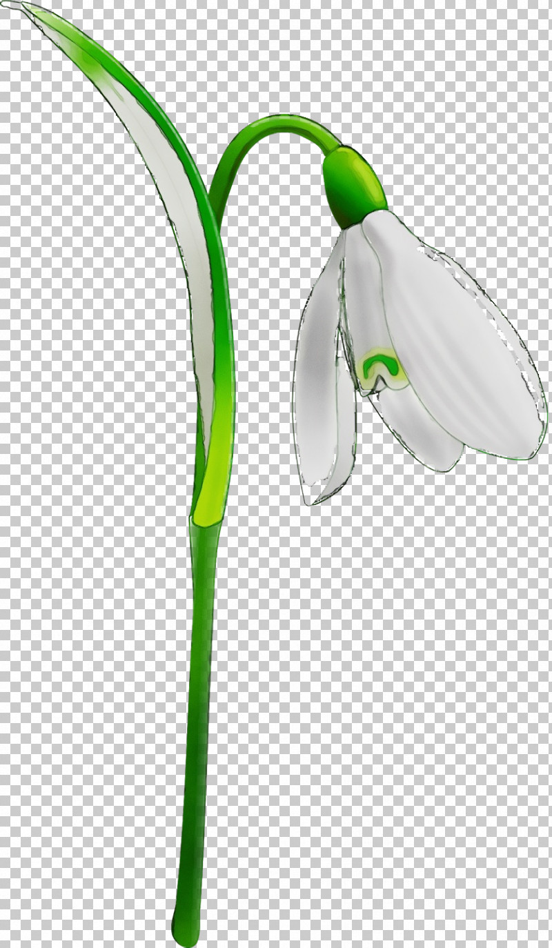 Green Snowdrop Flower Plant Galanthus PNG, Clipart, Amaryllis Family, Flower, Flowers, Gadget, Galanthus Free PNG Download
