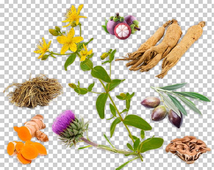 Dietary Supplement Herbal Products: Toxicology And Clinical Pharmacology Herbalism Alternative Health Services PNG, Clipart, Alternative Health Services, Alternative Medicine, Berry, Chyawanprash, Dietary Supplement Free PNG Download
