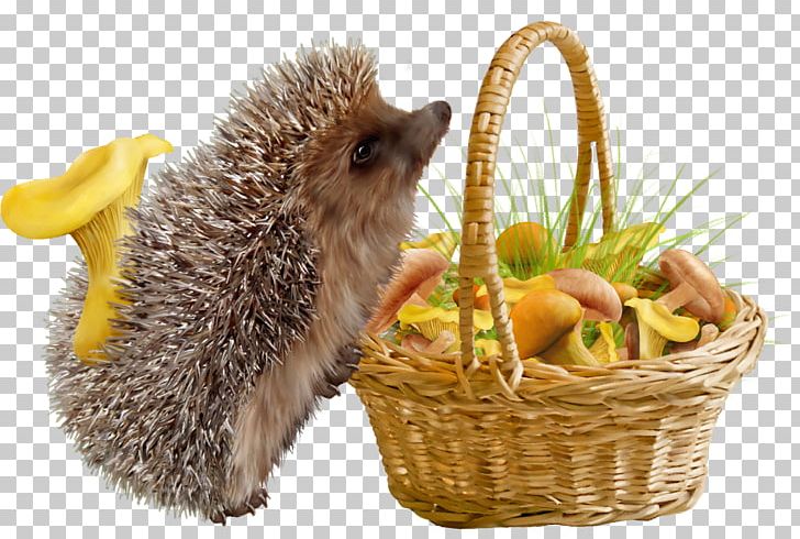 Domesticated Hedgehog PNG, Clipart, Animal, Animals, Animation, Basket, Basket Ball Free PNG Download