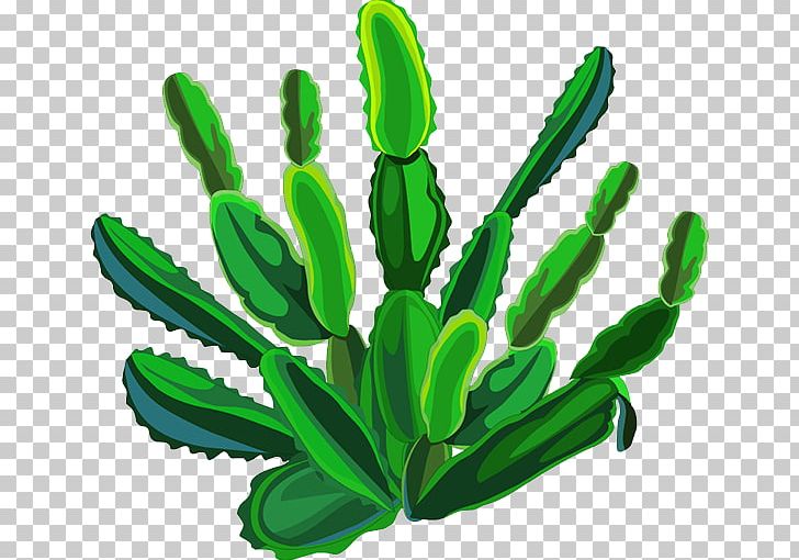 Cactaceae Plant PNG, Clipart, Cactus, Cactus Cartoon, Cactus Flower, Cactus Vector, Cactus Watercolor Free PNG Download
