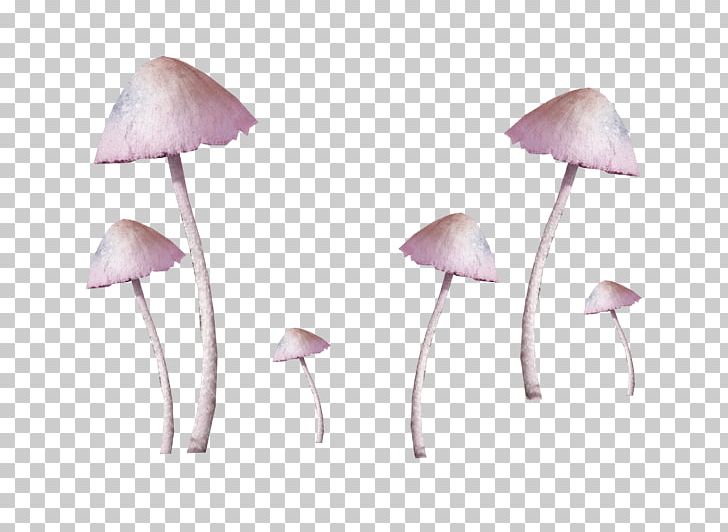 Common Mushroom Fungus PNG, Clipart, Christmas Decoration, Color, Decoration, Decorative, Decorative Pattern Free PNG Download