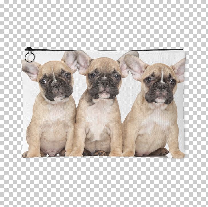 French Bulldog Puppy Old English Bulldog Desktop PNG, Clipart, Animal, Animals, Bulldog, Carnivoran, Companion Dog Free PNG Download