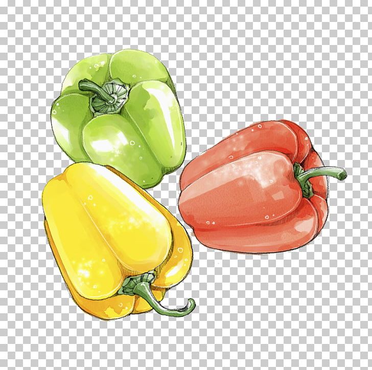 Habanero Bell Pepper Jalapexf1o Friggitello Yellow Pepper PNG, Clipart, Bell Peppers And Chili Peppers, Capsicum, Chili Pepper, Color, Color Pencil Free PNG Download