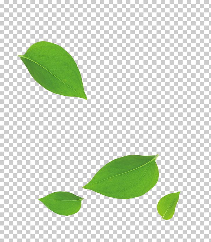 Leaf Bamboo PNG, Clipart, Background Green, Bamboo, Designer, Down, Download Free PNG Download