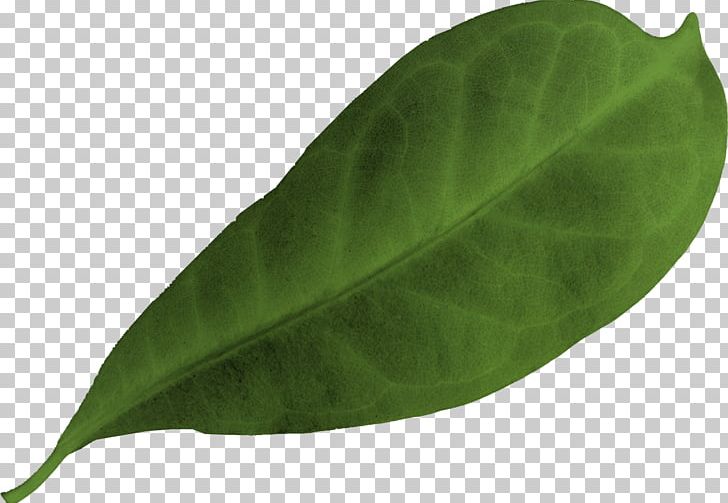 Leaf PNG, Clipart, Leaf, Plant Free PNG Download