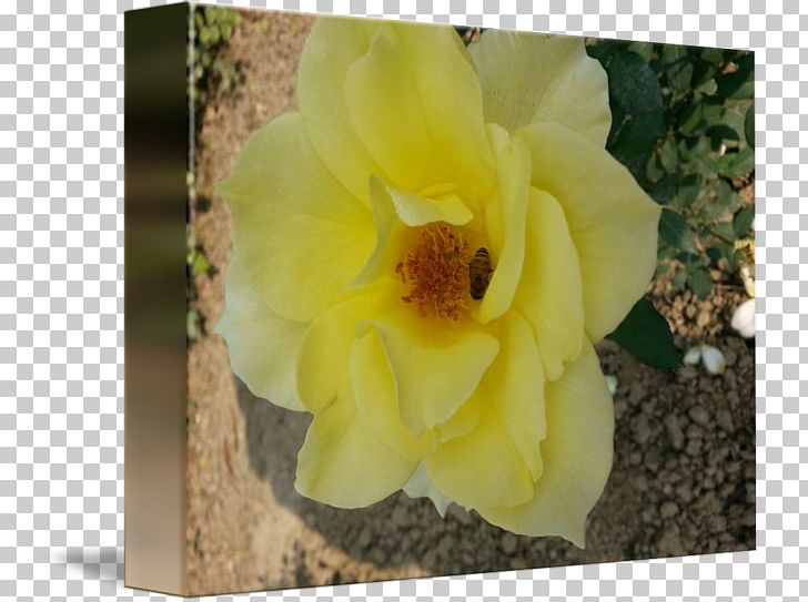 Petal PNG, Clipart, Chandan, Flora, Flower, Flowering Plant, Miscellaneous Free PNG Download