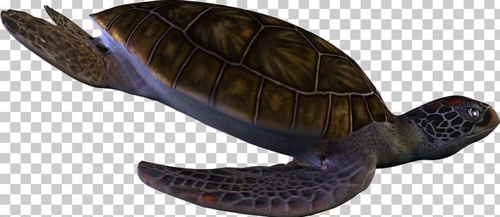 Box Turtles Reptile Archelon Protostega PNG, Clipart, Animal Figure, Archelon, Box Turtle, Box Turtles, Cheloniidae Free PNG Download