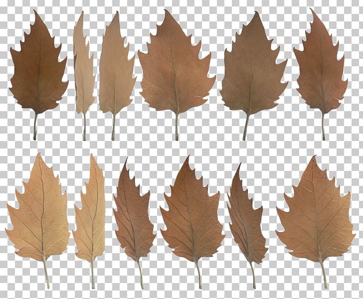 Leaf PNG, Clipart, Animaatio, Autumn, Autumn Leaf Color, Daun, Download Free PNG Download
