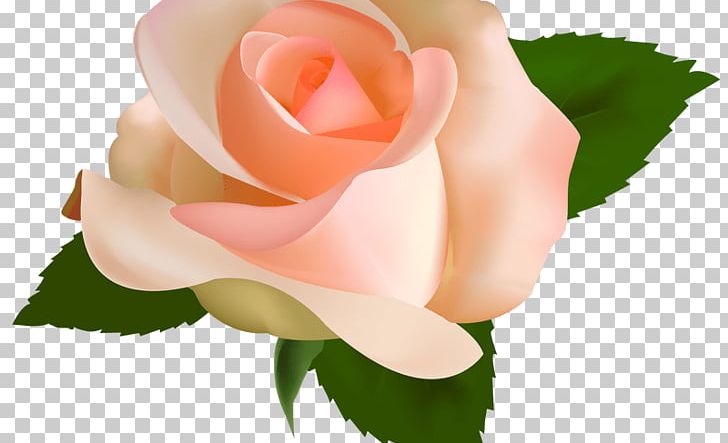 Rose PNG, Clipart, Art, China Rose, Closeup, Cut Flowers, Download Free PNG Download