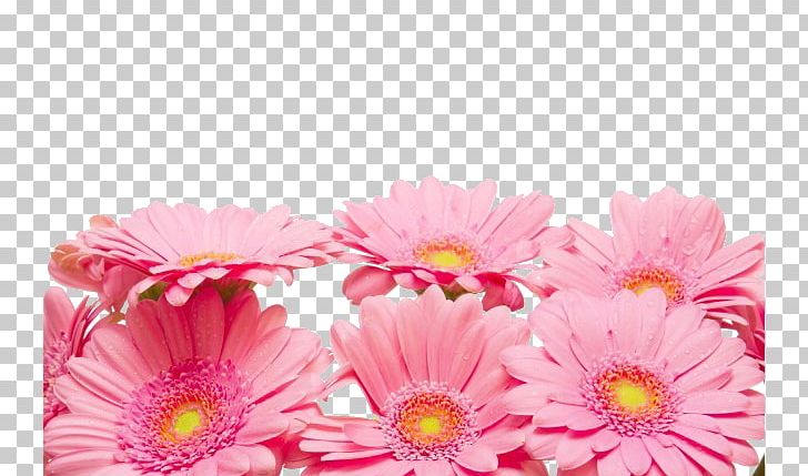 Chrysanthemum Xd7grandiflorum Petal Red Flower PNG, Clipart, Blue, Christmas Decoration, Chrysanthemum, Color, Daisy Family Free PNG Download