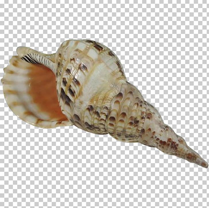 Conch PNG, Clipart, Conch Free PNG Download