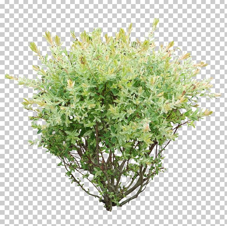 Shrub Plant PNG, Clipart, Box, Branch, Bridalwreaths, Bush, Bushes Free PNG Download