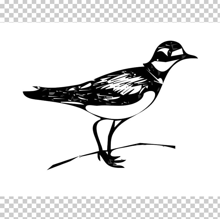 Killdeer PNG, Clipart, Art, Beak, Bird, Black And White, Drawing Free PNG Download
