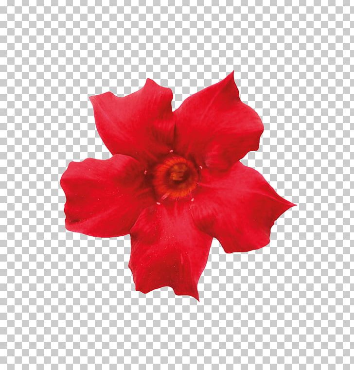 Rocktrumpet Petal Plant Cut Flowers Vessel Element PNG, Clipart, Beauty, Bright, Cut Flowers, Cutting, Dipladenia Free PNG Download